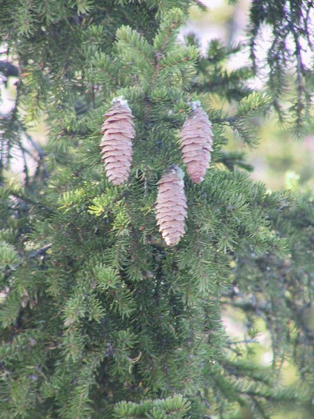 Ирина Фахрутдинова