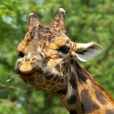 Вадим Ладыш