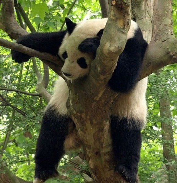 Panda -