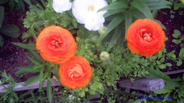 Роза Александренкова