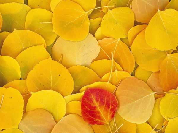 Екатерина Деринг