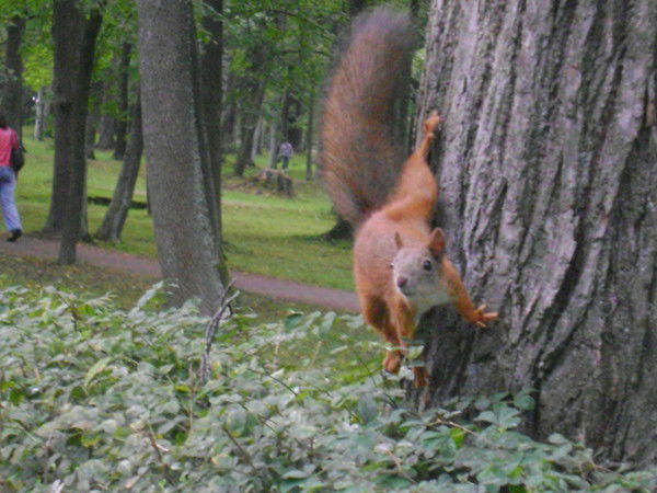 Елена Матюнина
