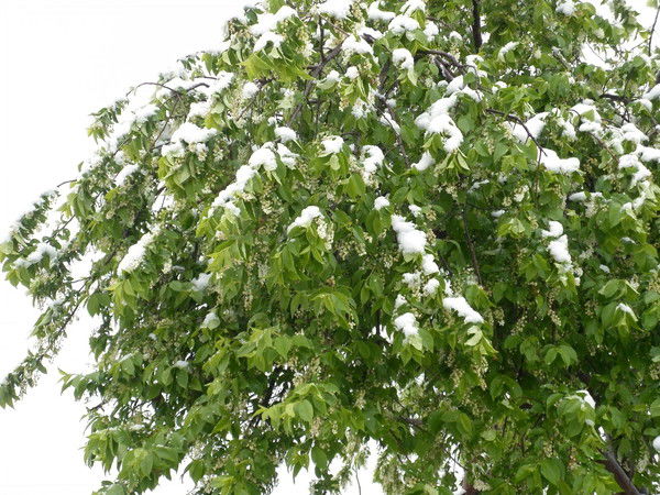 Людмила Тимонина