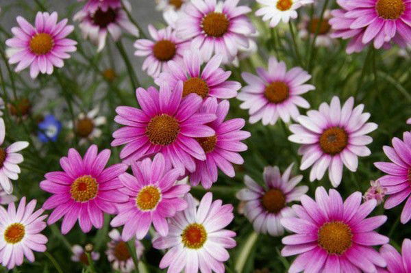 Марина Воробьёва