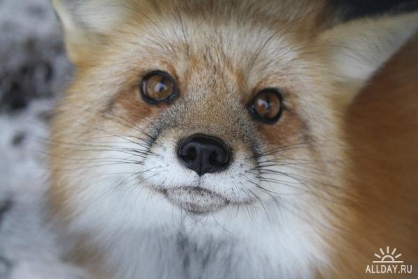 Валентина Полунина