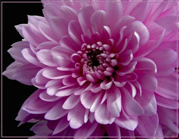 Махамбет Сэс