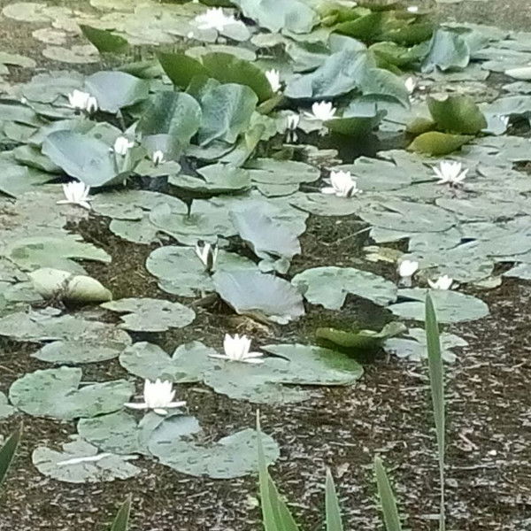 Рената Остапенко