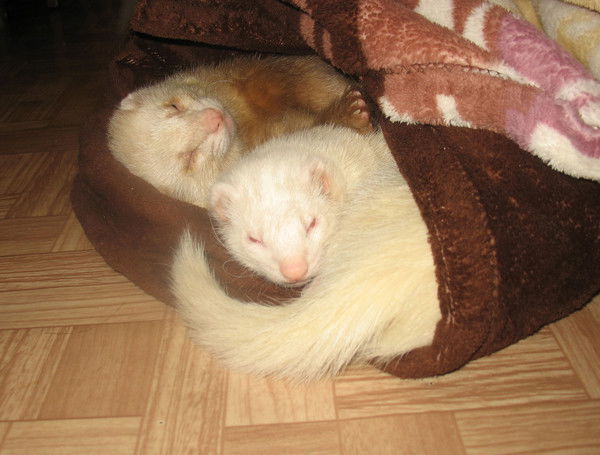 Екатерина Медведева