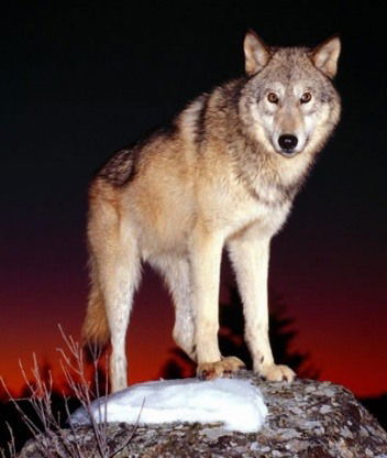 Анастасия Стрельникова