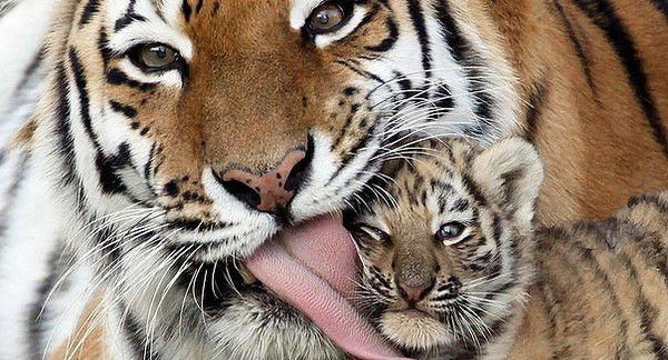 Ирина Законь