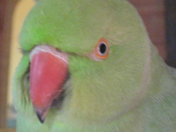 Александр Штана