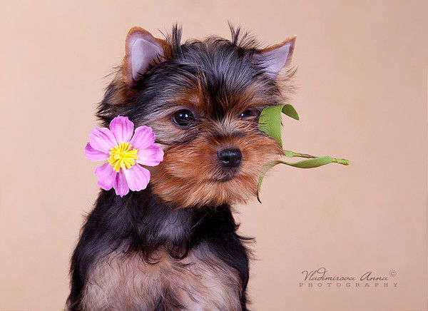 Людмила Саркисян