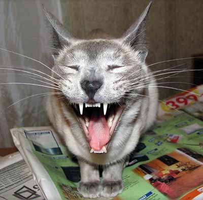 Адик Мухаев