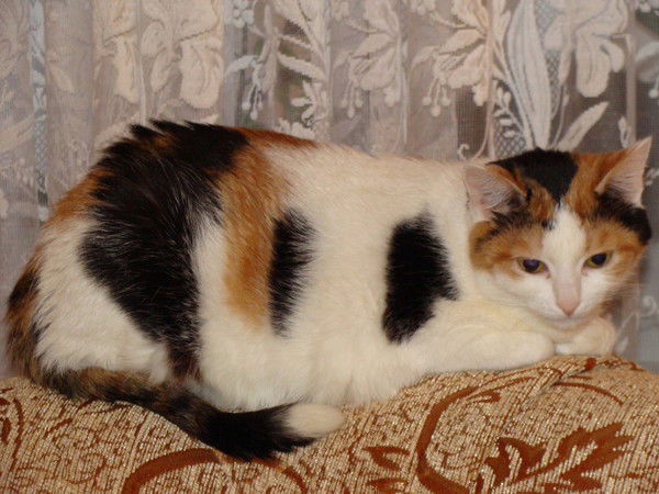 Михаил Серов