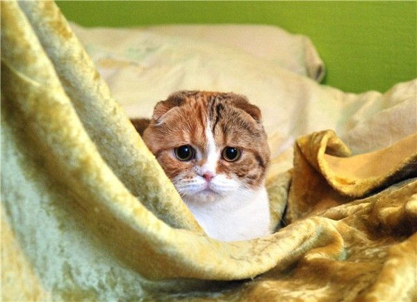 Овак Мадоян