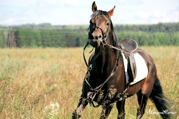 Эльдар Бакиров
