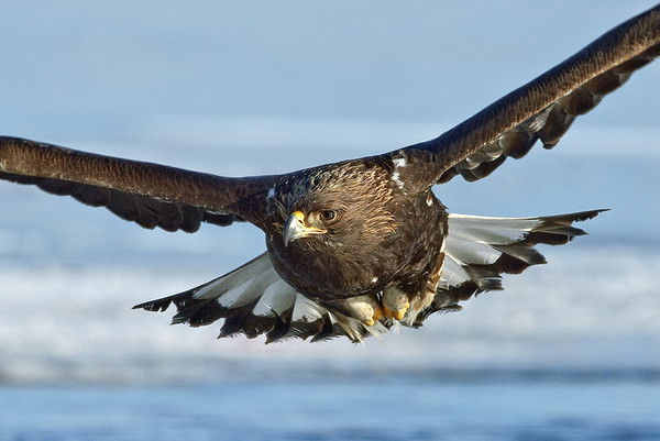 Владимир Безруков