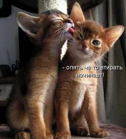 Галчонок Улахович