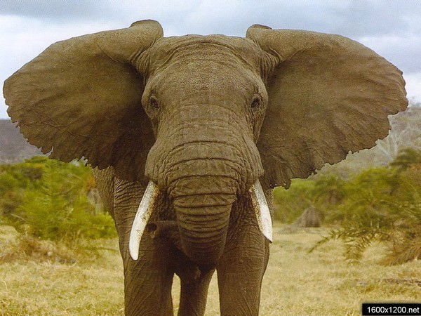 Сергей Петрищев