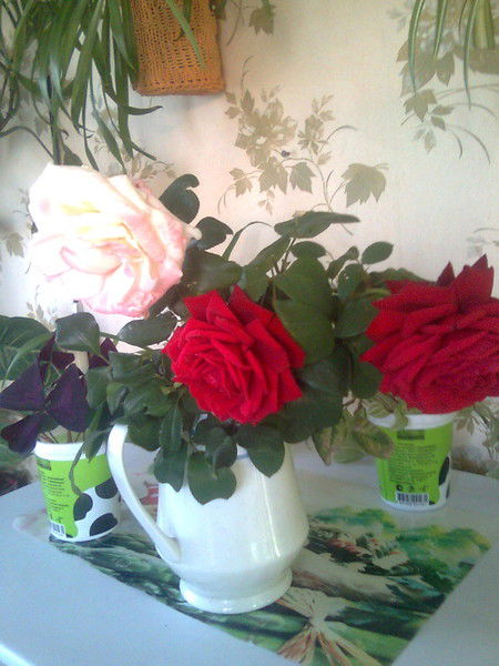 Галина Камардина