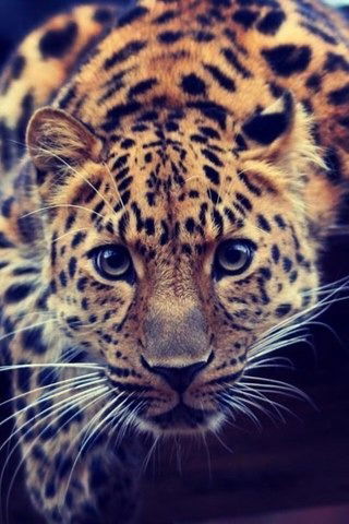 Зуля Галиева