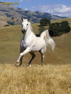 Бакыт Казымова