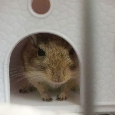 Ольга Гузова