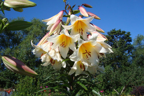 Любовь Подгорнова