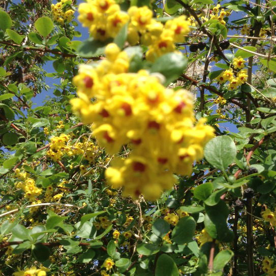 Розжан Донна