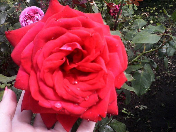 Диана Маркелова