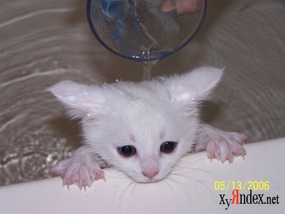 Наталья Зиброва