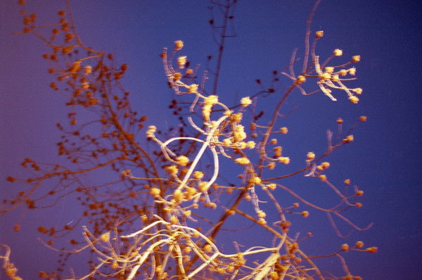 Ульяна Яковлева