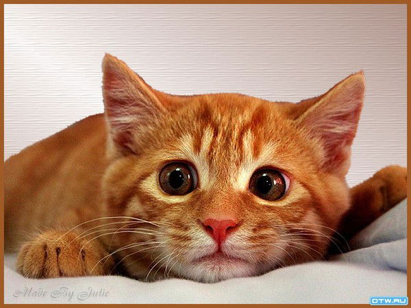 Александр *