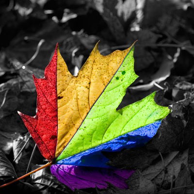 Денис Нелюбов