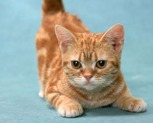 Анна Береснева