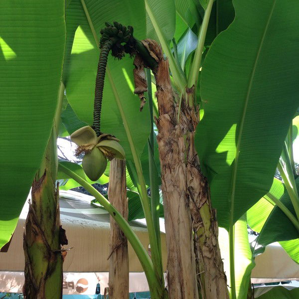 Елена Богданова