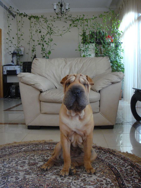 Oleksandr Miroshnichenko