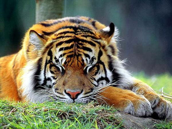 Роман Вержев