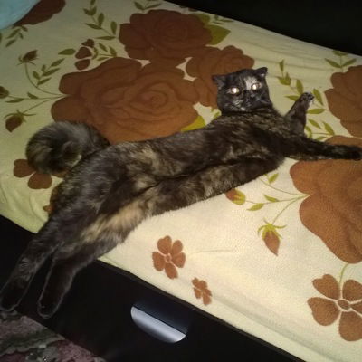 Дарья Романова