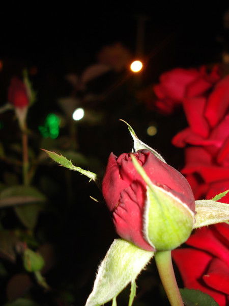 Гульнар Абишева