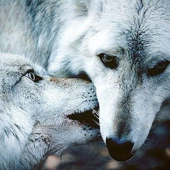 Владимер Шалдин