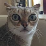 Сергей Блохин