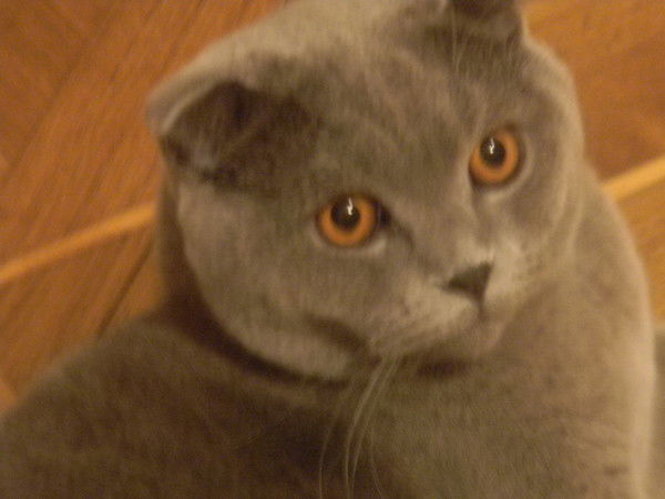 Инна Падшах