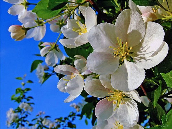 Асмик Испирян