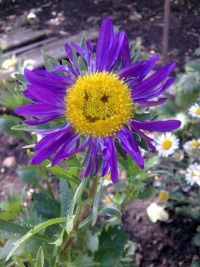 Анна Лисовая