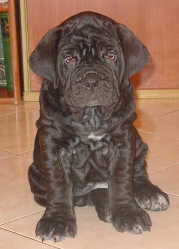 Анютка Голуб