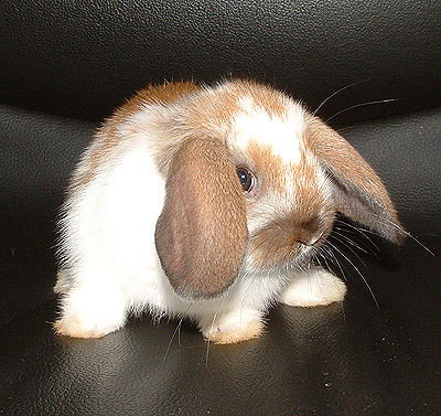 Оксана Онучина