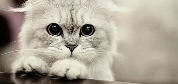 Светлана Усталова