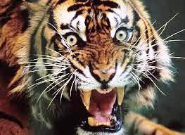 Александр Каменев