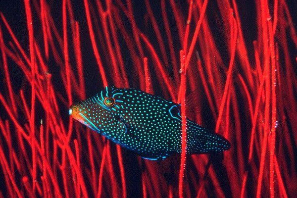 Марина Митина